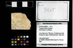 Foto (Objekt + Etikett) von Cengodromites angustus  (NHMW-GEO-2014-0194-0665)
